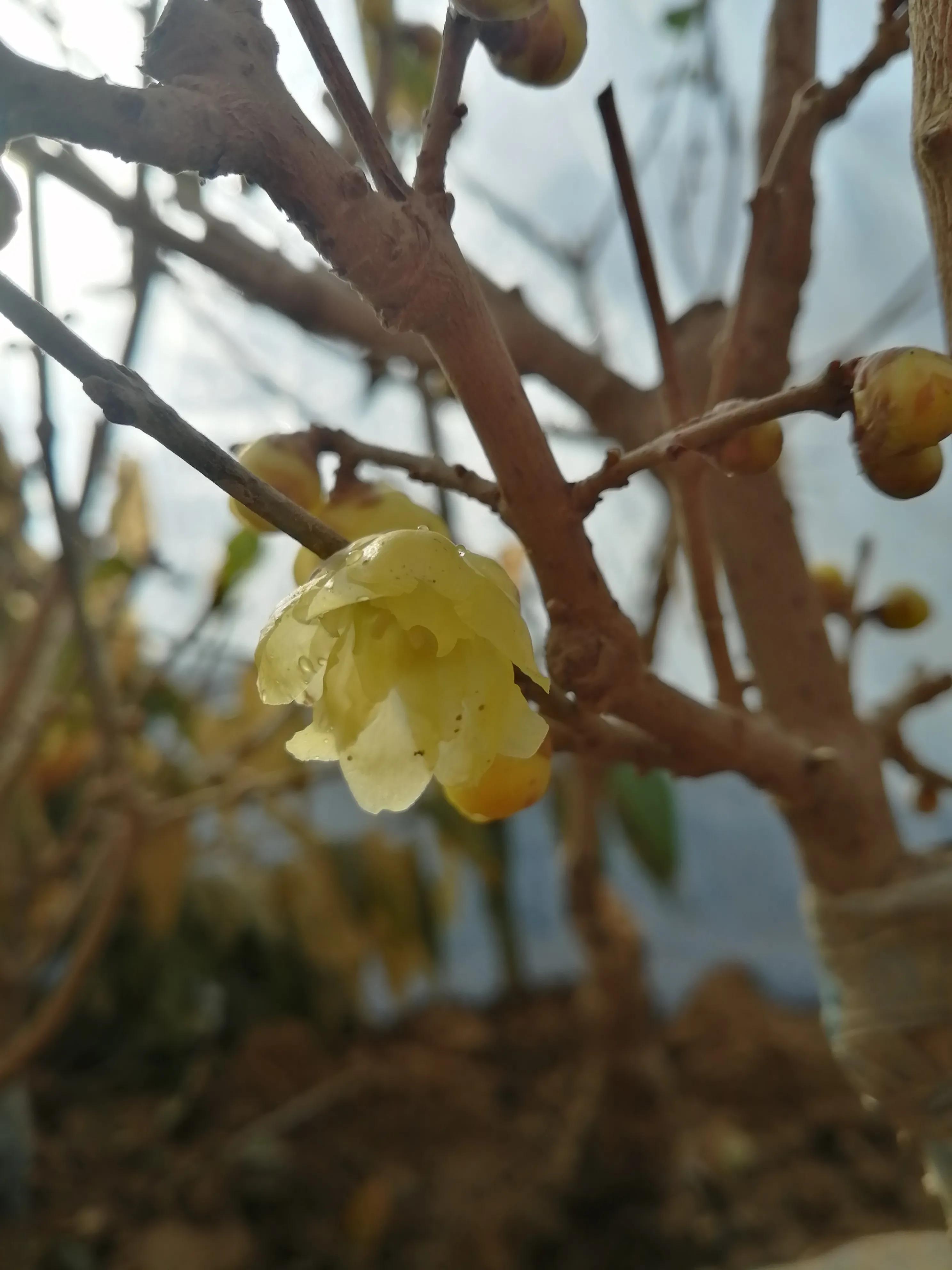 腊梅的十种问题,腊梅的小常识有哪些