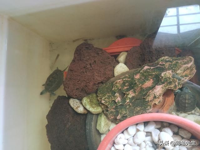 养龟几天换一次水怎么给龟换水,新手养龟不想换水应该用哪些东西