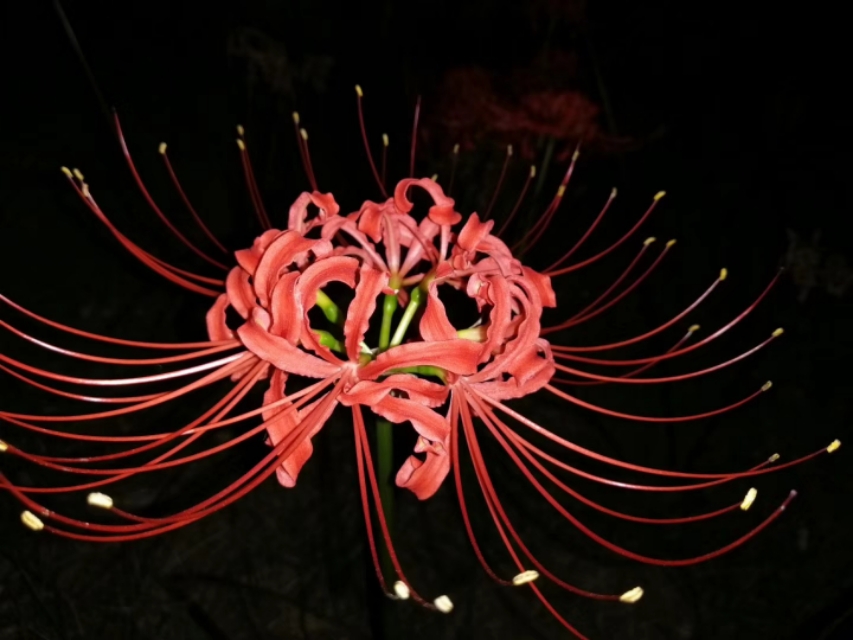 黄泉路上最美的风景，总能触动我内心最敏感的神经