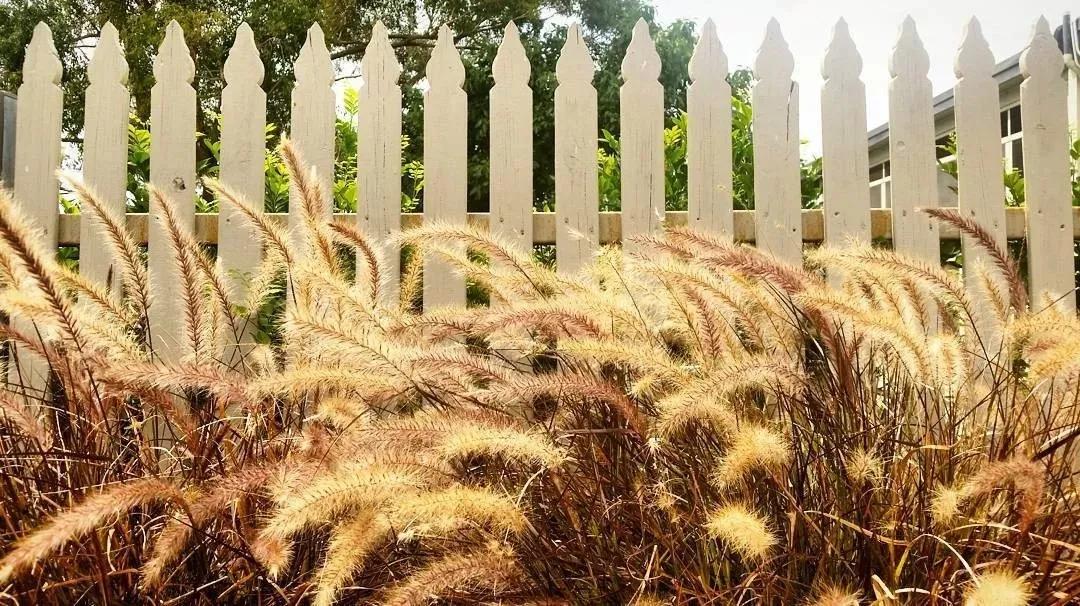 秋日就是收获的季节,秋日是个浪漫的季节