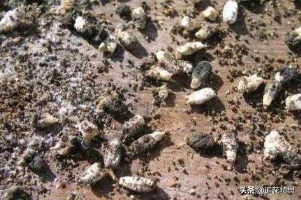 蜜蜂有哪些病虫害如何防治,蜜蜂病虫害防治教程