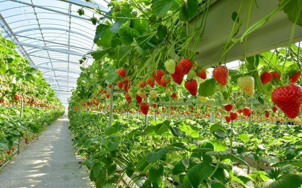 草莓叶子干了还是绿的,草莓叶子变黄是缺什么