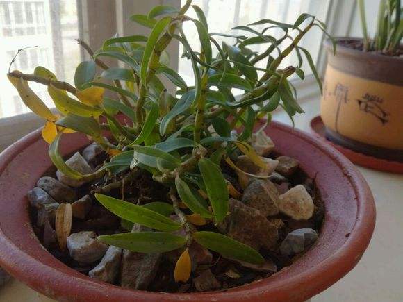 石斛兰冬天叶子发黄是什么原因,石斛兰多棵种在一个盆里会黄叶吗