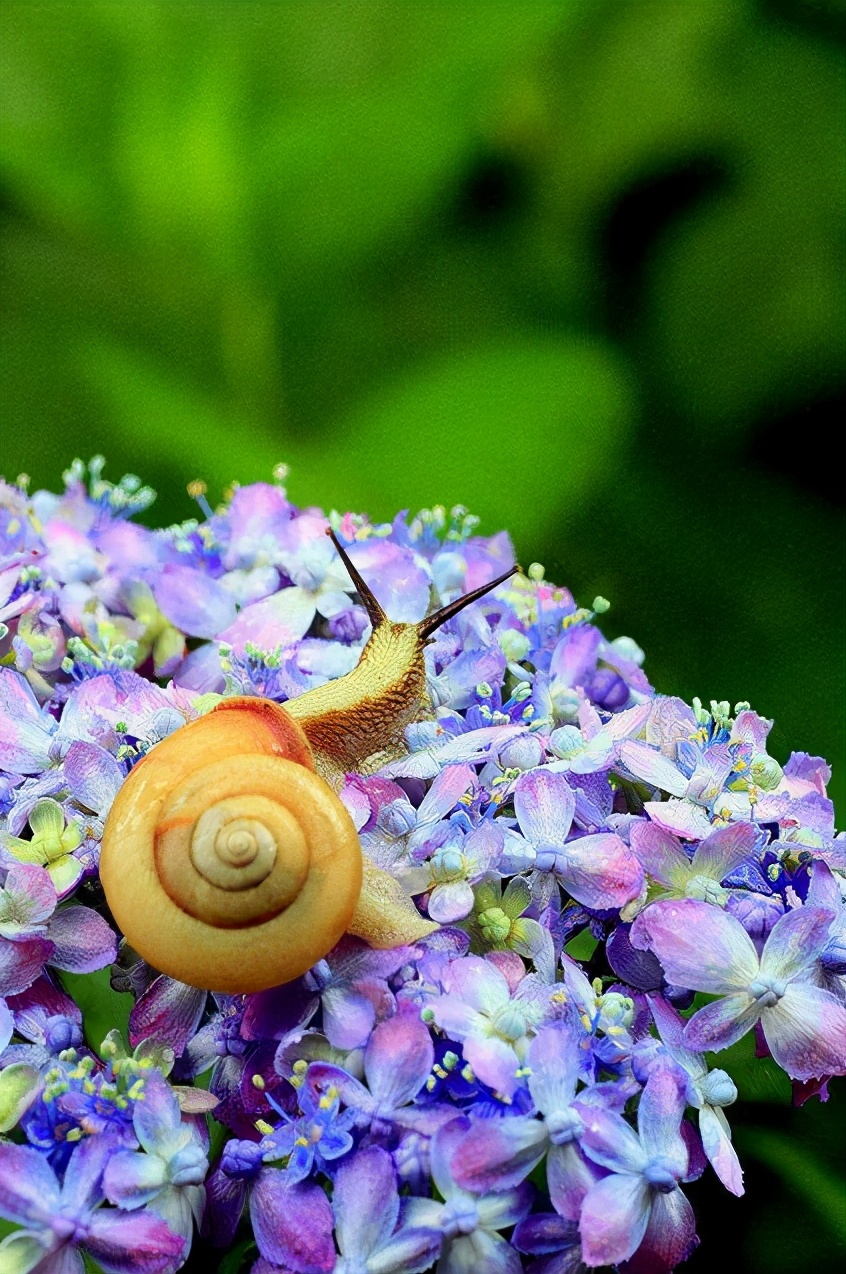 各种各样的真的小蜗牛,美丽的蜗牛图片