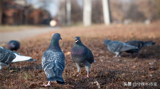 十个令人震惊的冷知识,史上最真实的冷知识