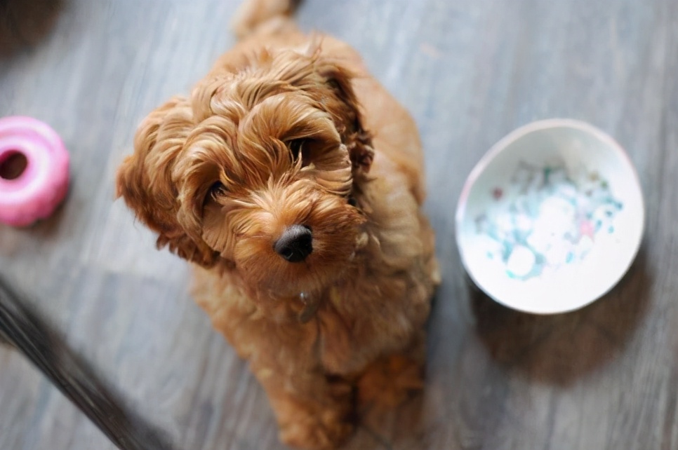 对付挑食泰迪的绝招,怎么解决泰迪挑食的问题