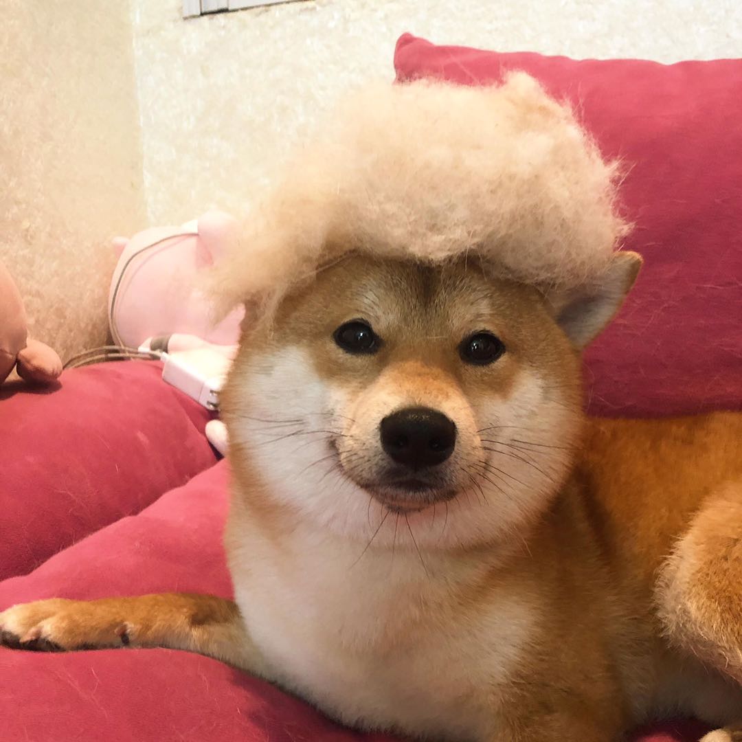 柴犬和土狗以及中华田园犬区别,网红狗柴犬