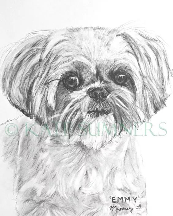 素描动物最全的收集,精微素描动物临摹高清大图