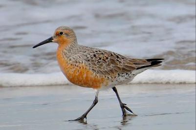 东江揽胜,惠州淡水常见鸟类图谱