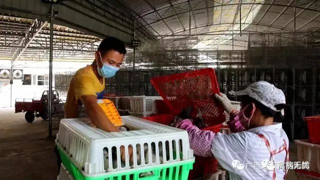 广西肉鸽基地,广西养殖肉鸽