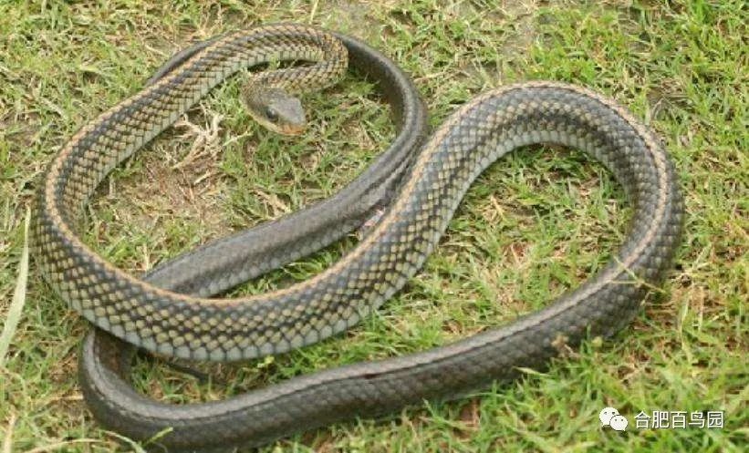各种动物蛇类科普视频,蛇类科普介绍