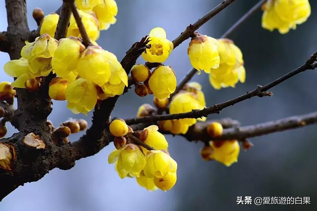 腊梅花开放视频,成都看腊梅的地方