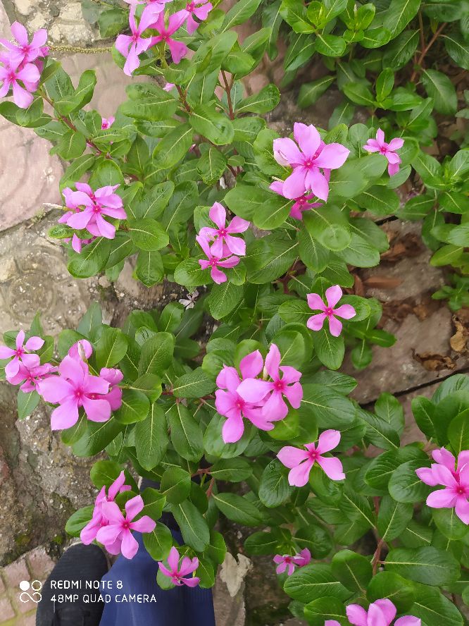 乘风破浪宁静和小花,宁静的小花