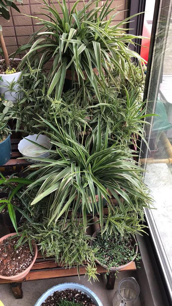 3种药片养花有“奇效”，浇水溶1片，叶绿根壮，比花肥厉害