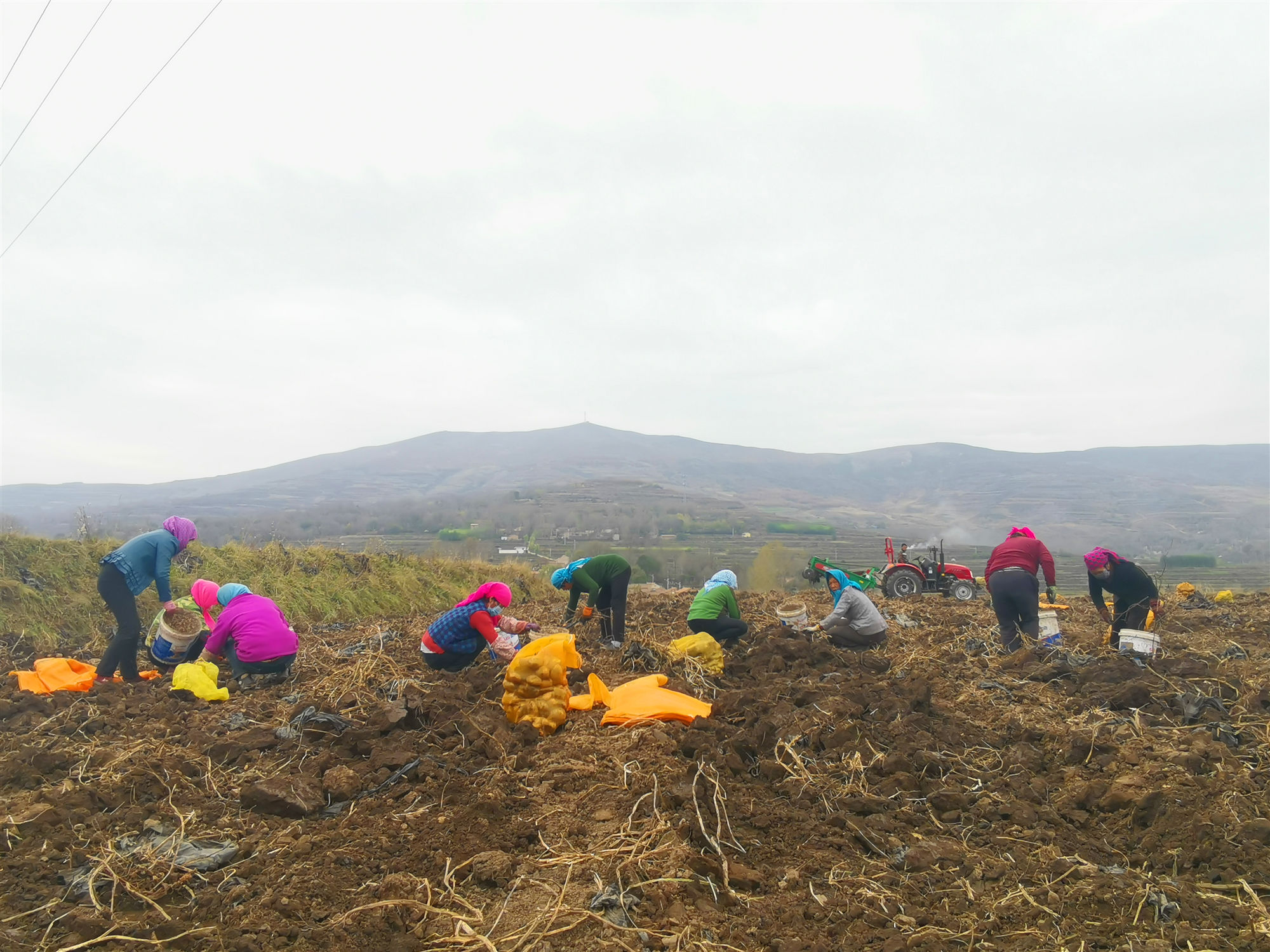 渭源会川镇一牛人凭“公司+基地+专业合作社+农户”创出致富路