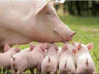 怎么确认*猪种**妊娠，预产期推算及分娩接产技术！