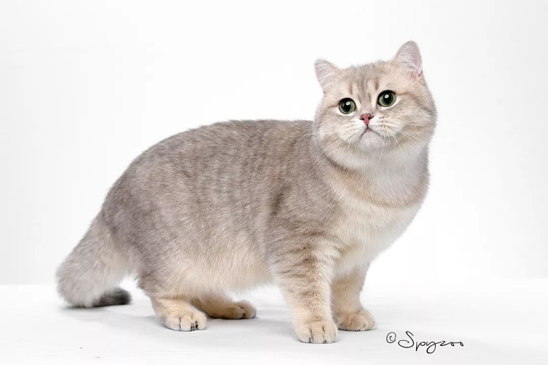 英短和英短矮脚猫的区别,梦到憨厚呆萌的大脸猫