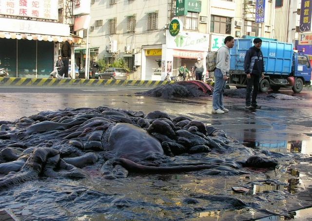 海域发现最大的鲸鱼,现在发现海上最大鲸鱼有多大