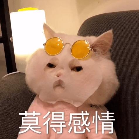 猫咪的性格应该分哪几类,怎么从猫的外表判断猫的性格