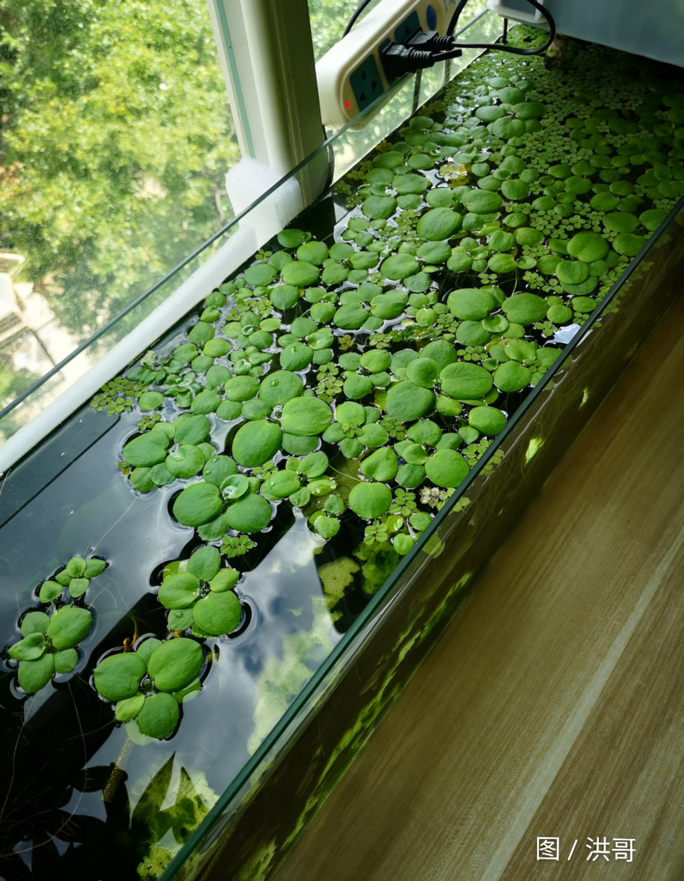 草缸造景入门基本知识,草缸造景基本的工具和材料