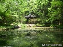 精选名茶西湖龙井价格,世界四大名茶西湖龙井