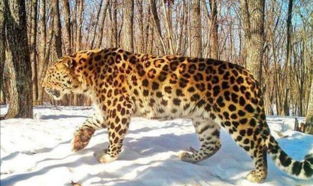 花豹捕食猎豹全过程,猎豹牛羚捕杀技巧