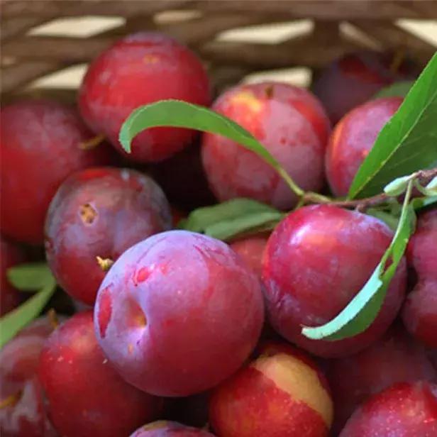 西梅怎样挑选是新鲜的,怎样挑选新鲜西梅吃