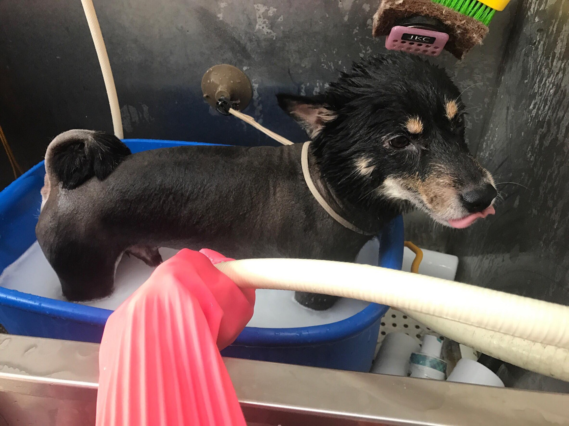 柴犬因白天被主人打了一夜未归,柴犬被打后有心理阴影