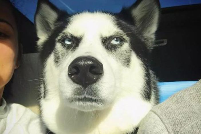 狗狗的食盐摄入量,狗狗每天摄入多少食盐合适