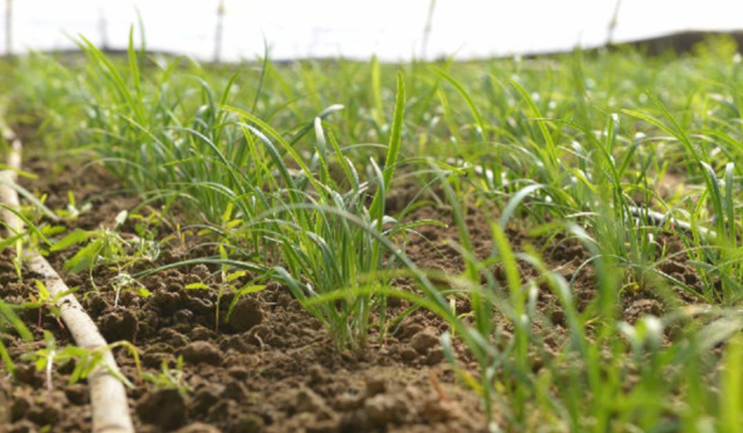 据说世道变坏是从倒卖青团开始的