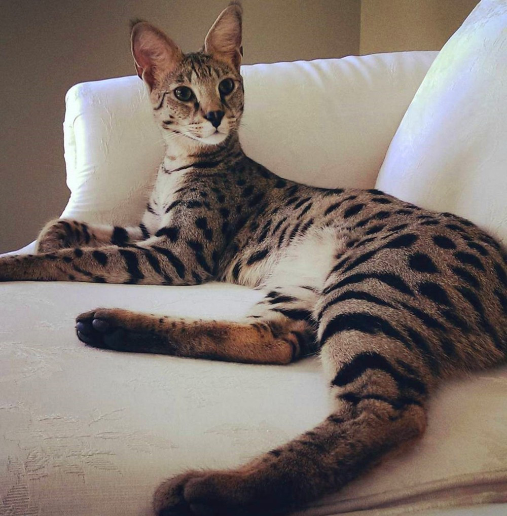 养猫会暴露你的经济实力,不管多有钱这几种猫不建议养