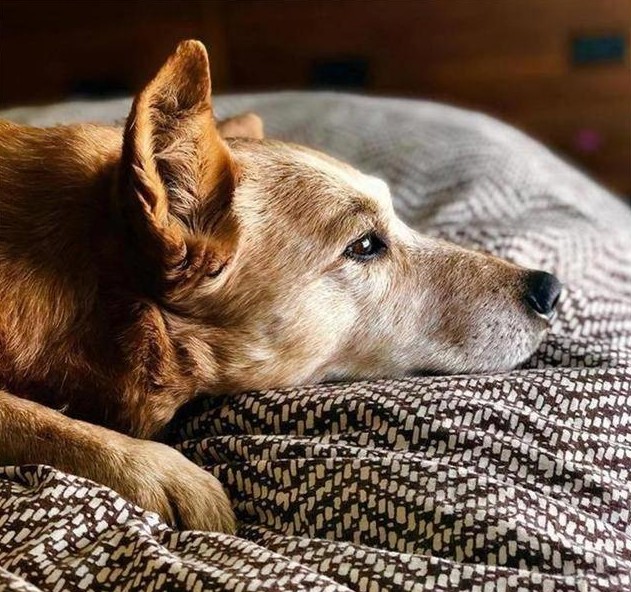 想亲狗狗它却要咬你,狗狗肠胃引起的口臭怎么办