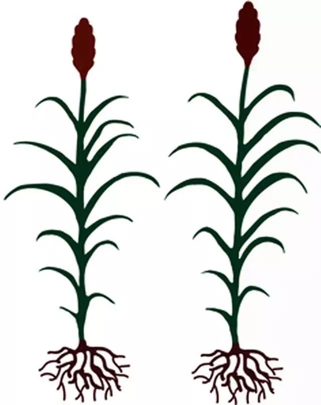 高粱全世界都有吗,各种高粱的认识