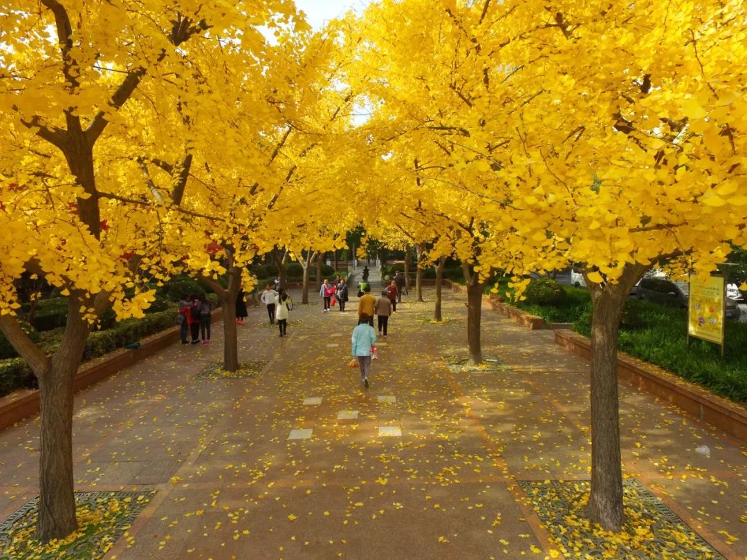 上海银杏叶打卡的地方,上海周边哪里有银杏叶