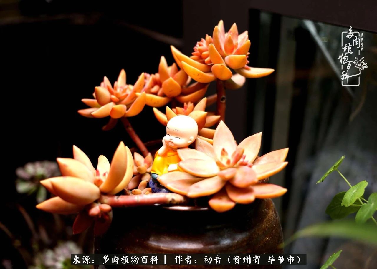 和多肉共度美好时光,与多肉一起成长