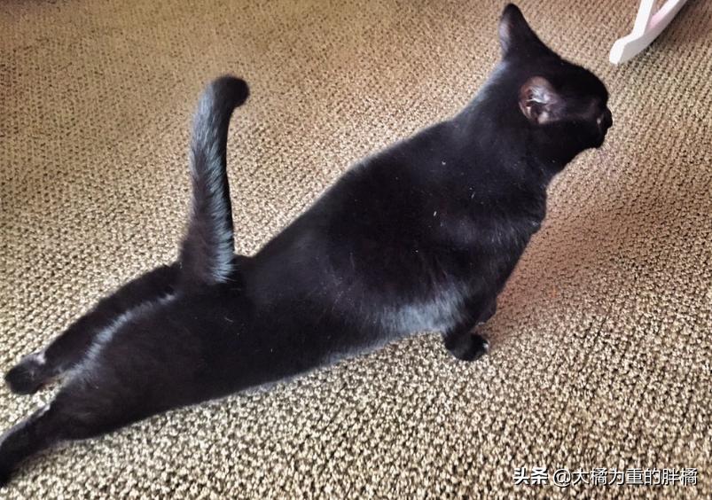 猫咪翘起屁股什么意思,猫咪翘着屁股睡觉啥意思