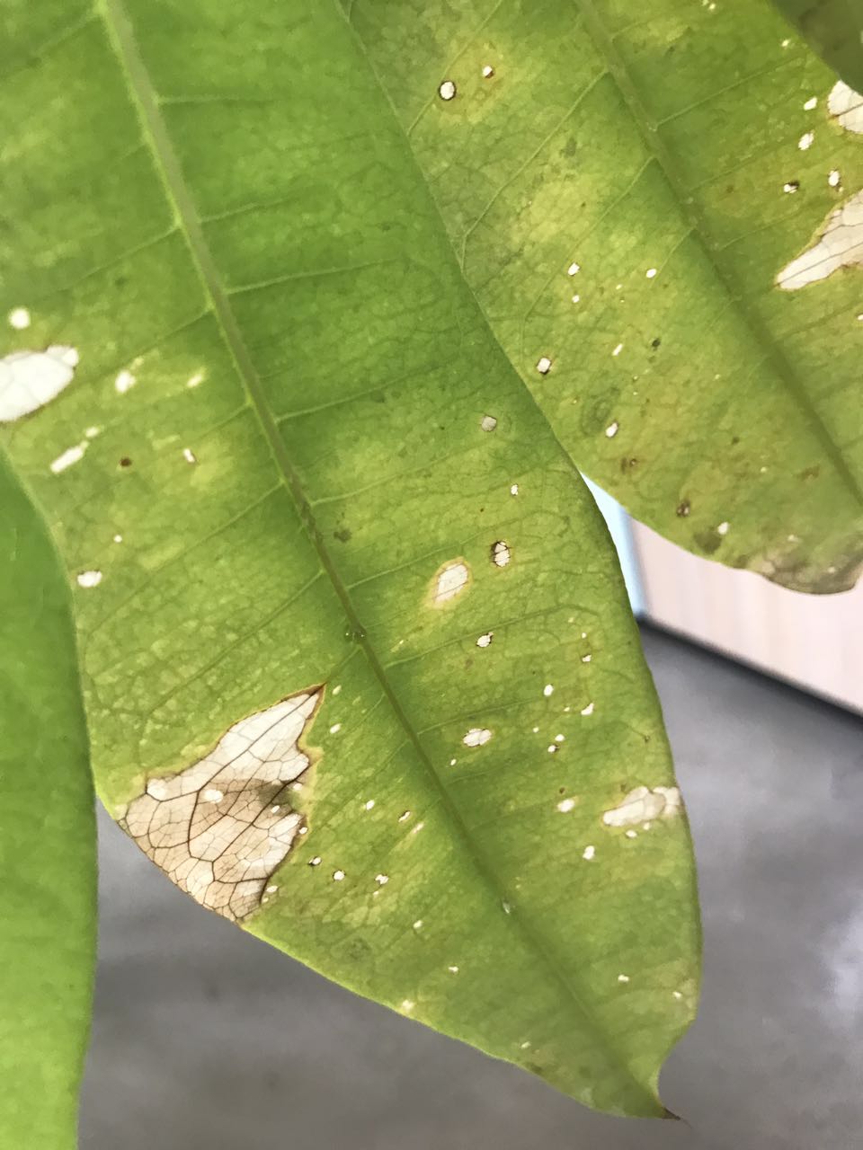 想让发财树长高怎么办,发财树怎么浇水才能活得更长