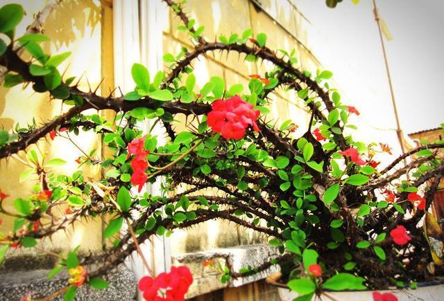 虎刺梅需要拔掉叶子吗,虎刺梅买回来用浇水吗