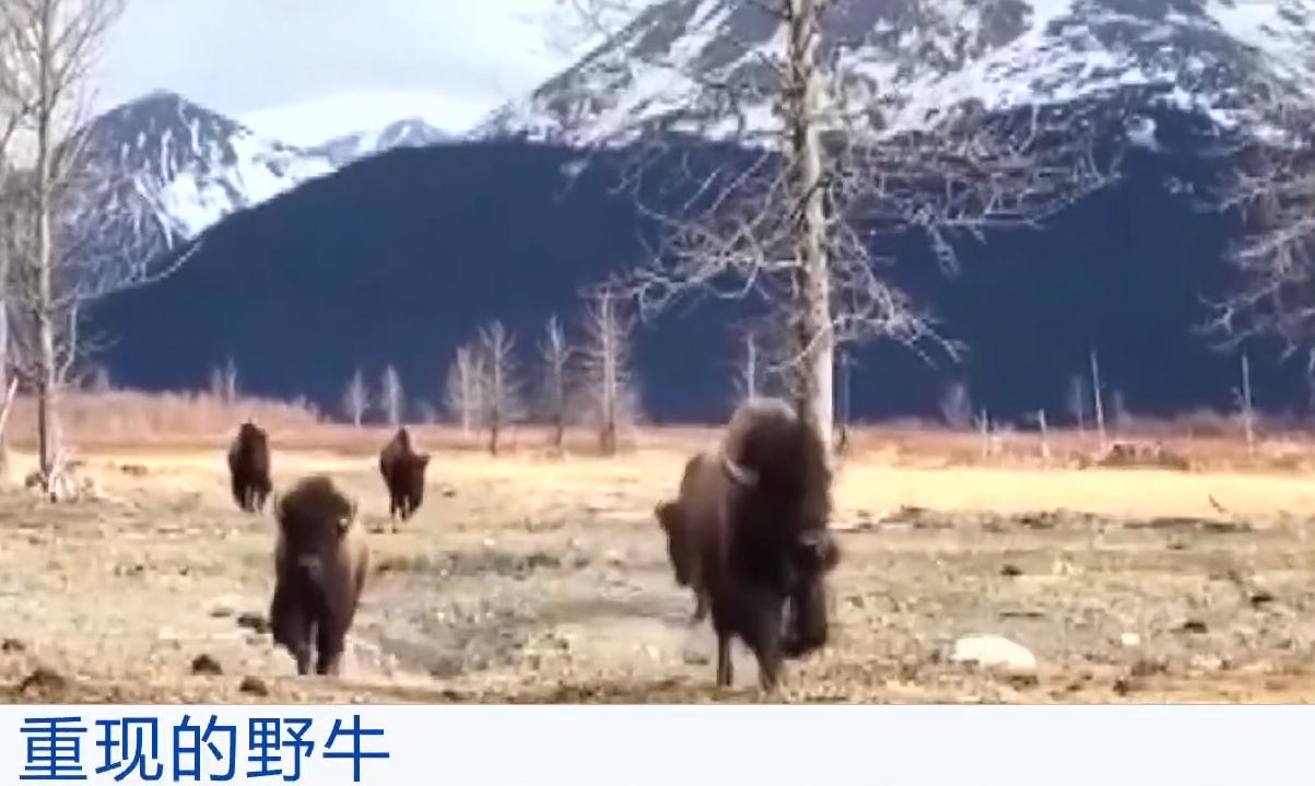 现存北美野牛有多少头,灭绝了的巨大美洲狮