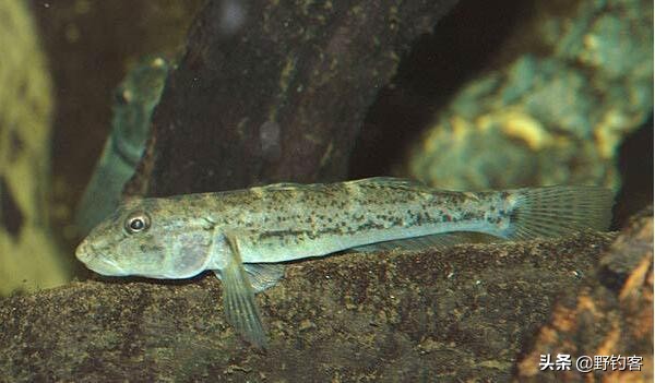 沙塘鳢可以作为观赏鱼吗,常见河鱼沙塘鳢