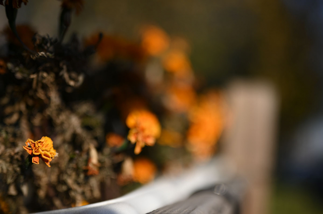 尼康z50mmf1.2s镜头,尼康z50mm1.8s镜头