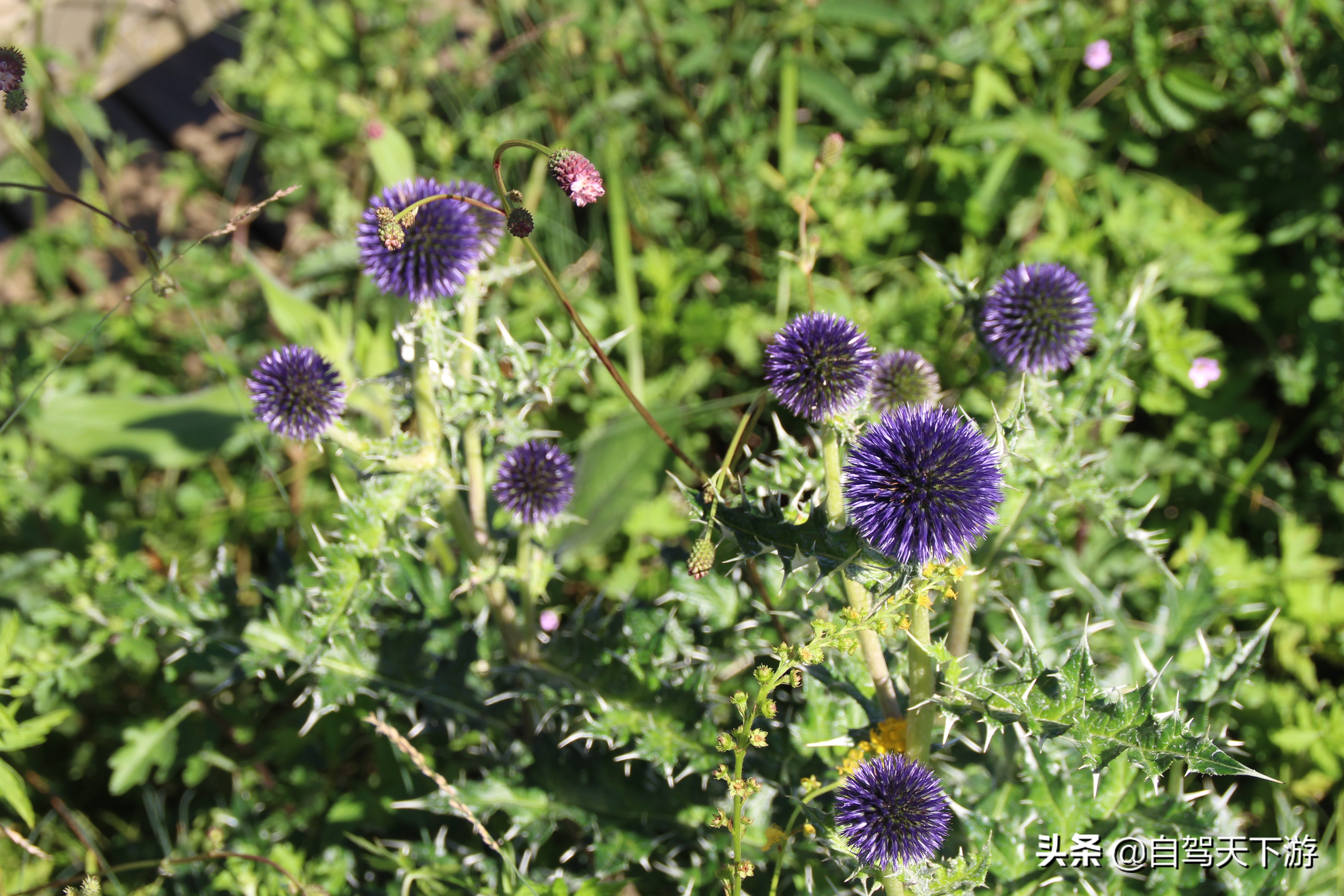 野三坡白草畔攻略,野三坡白草畔自驾游