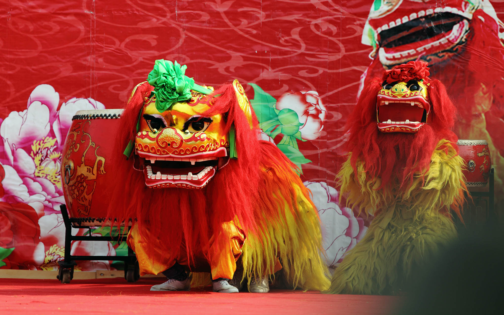 舞狮年年有余,小时候每逢过年都会看到舞狮表演