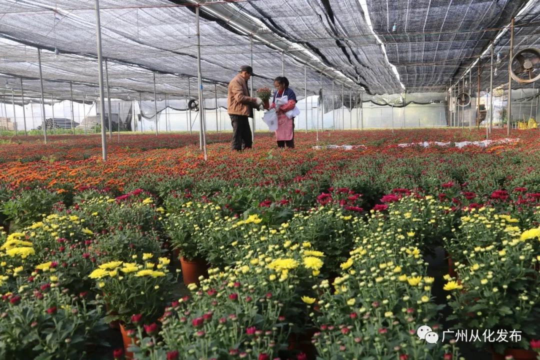 广州花市蝴蝶兰销量,花卉销量