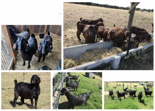 澳洲“飞来”930多只种羊空降银川