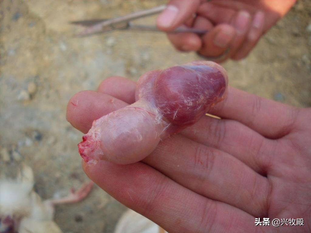 鸡得了肠胃病该怎么治,鸡胃不消化喂什么药