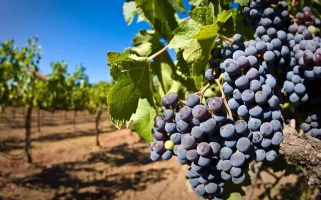葡萄种植第一大虫害,葡萄种植六大坑个个要命