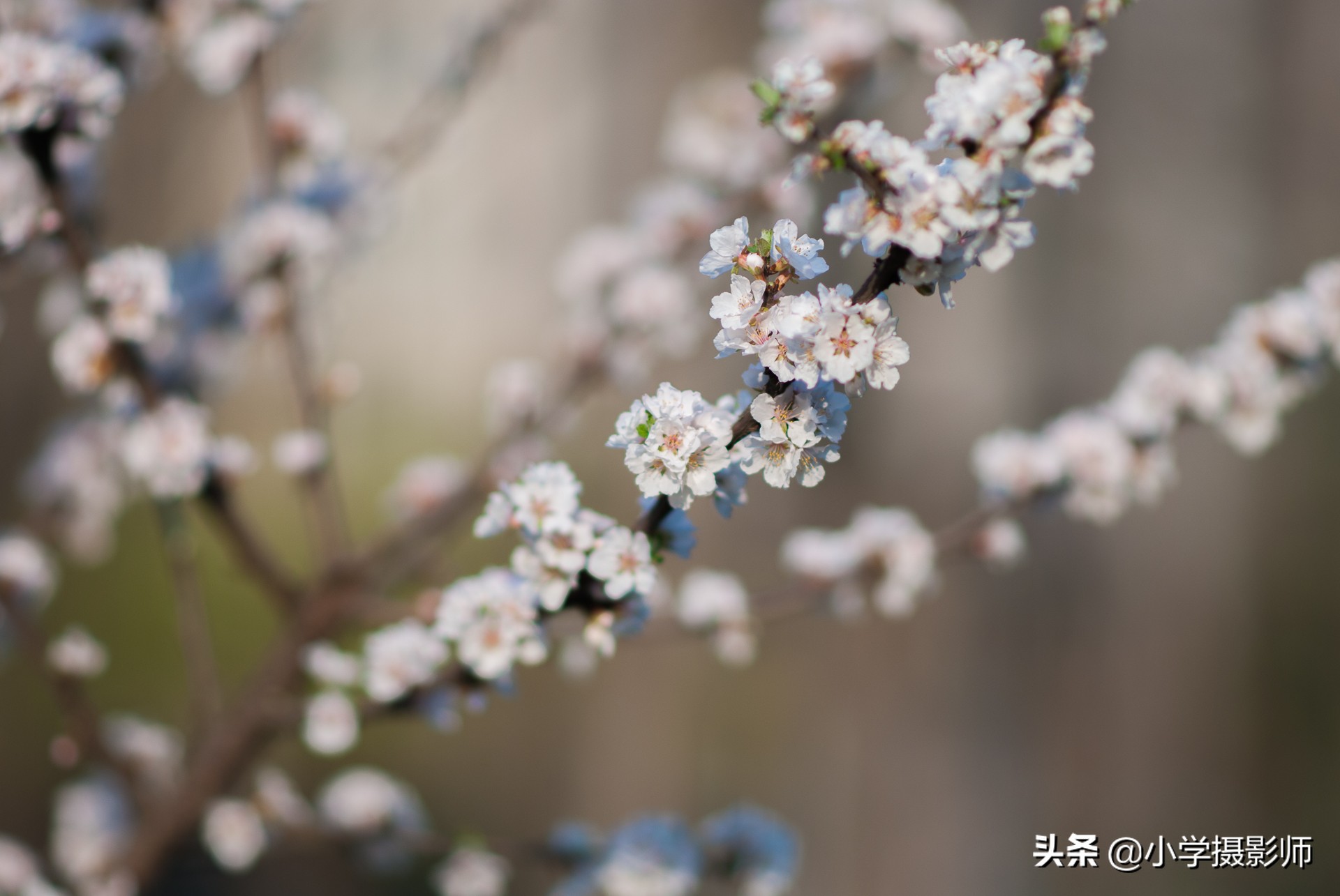 1600超长焦镜头,尼康55-1.8人像镜头