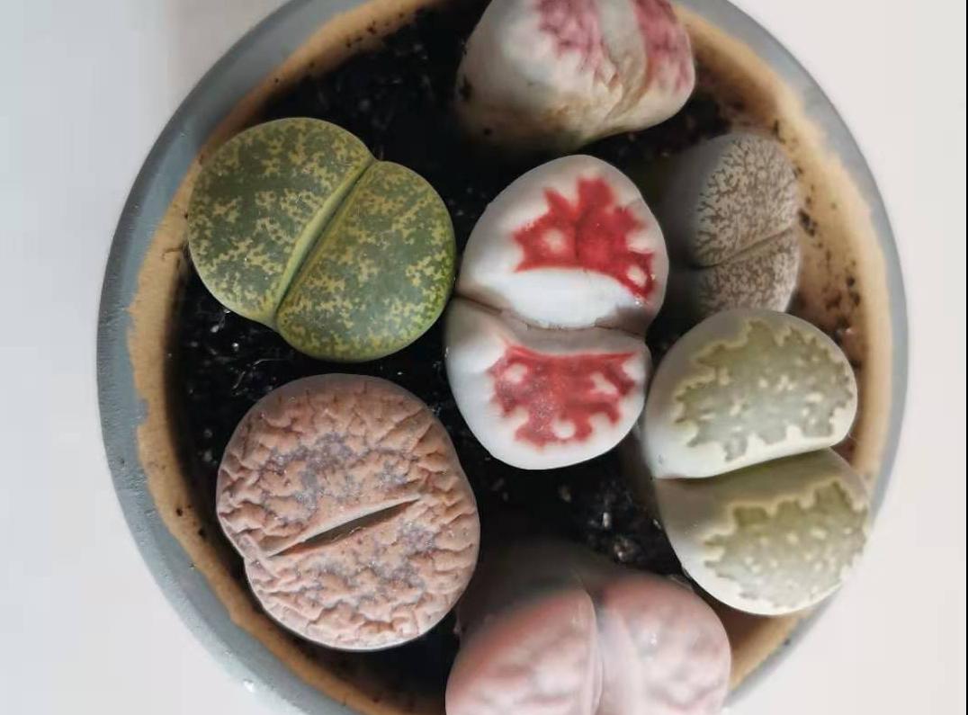 记录我养生石花踩过的坑，总结这八点让你的生石花长得饱满又艳丽