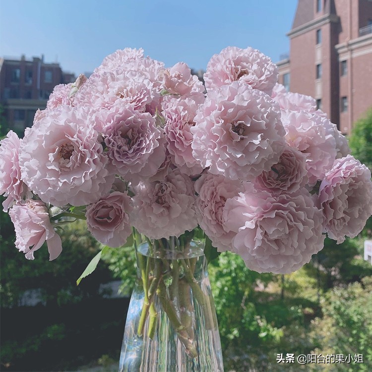 那棵叫蜻蜓的月季,仙气袅袅